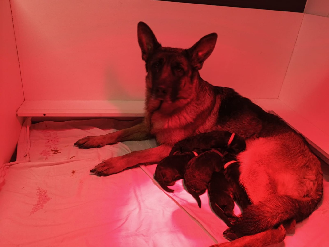 Naissance de 5 chiots